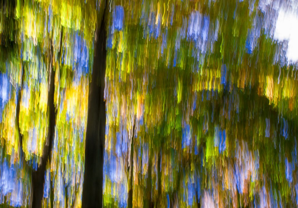 Im Wald