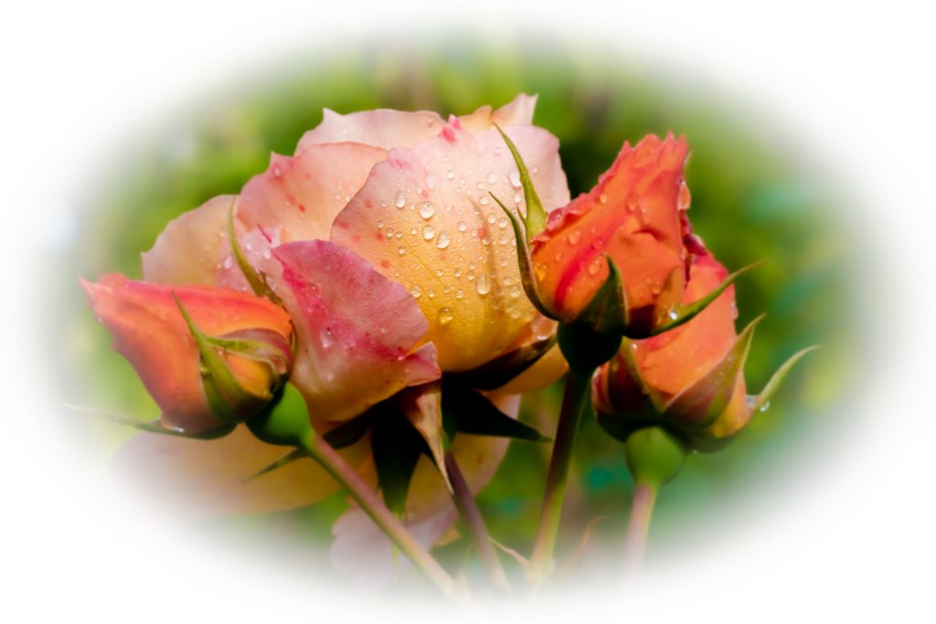 Rose mit Tautropfen 1