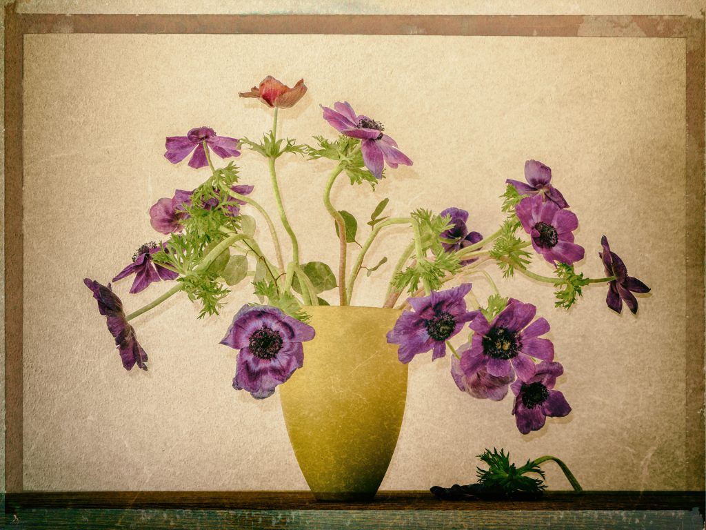 altes Bild -Anemonen