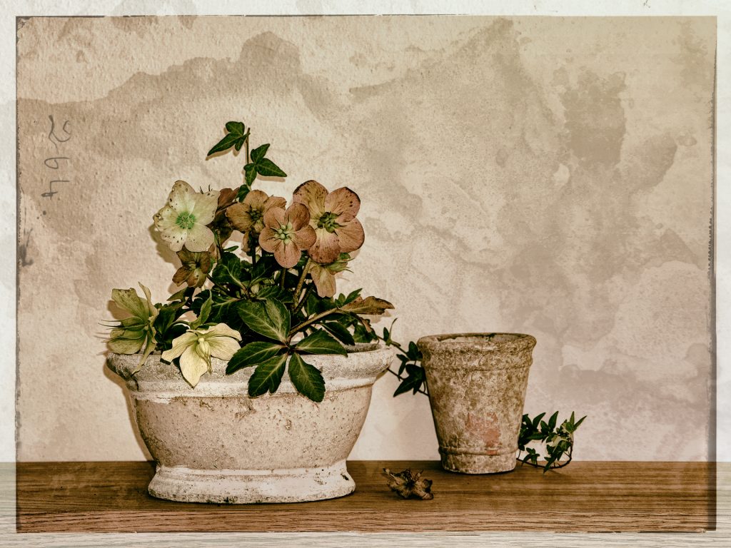 altes Bild Christrose