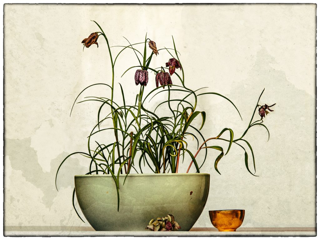 altes Bild- Schachbrettblume