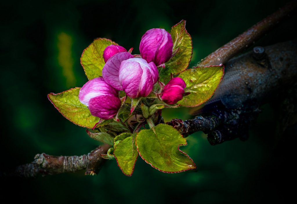 Apfelblüte Im Garten-Center