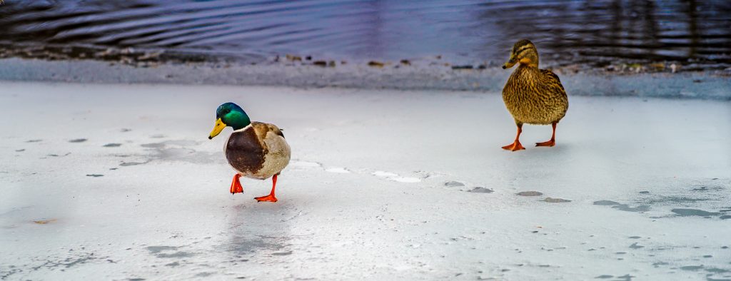 Herr und Frau Duck