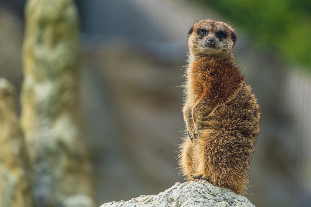 Ich konnte jede Menge Posen