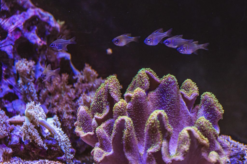 Wir schwimmen gerne miteinander