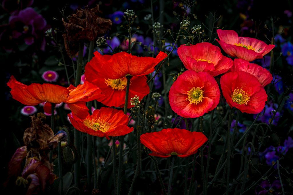 Ingolstädter Mohn