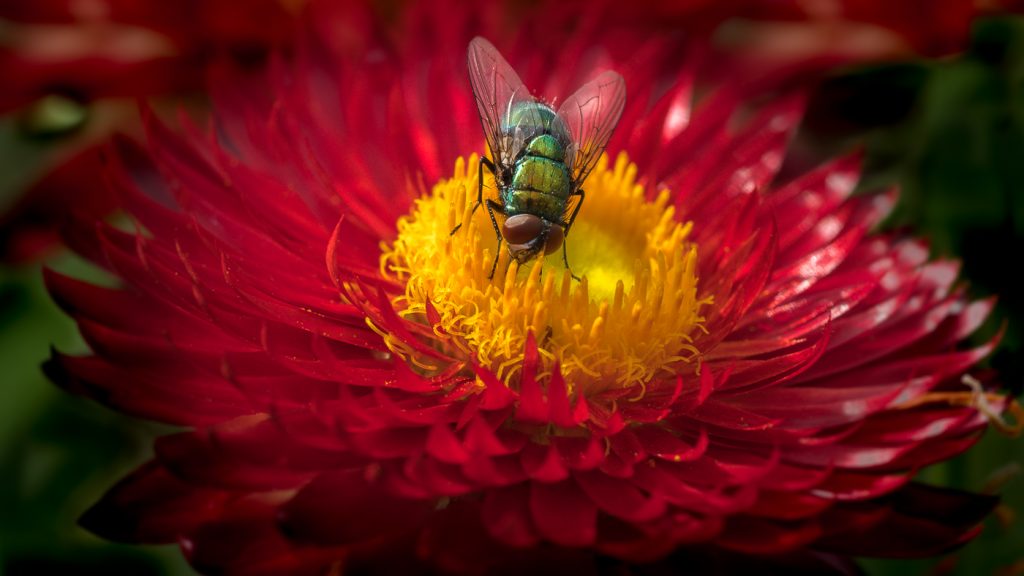Mücke auf der Landesgartenschau