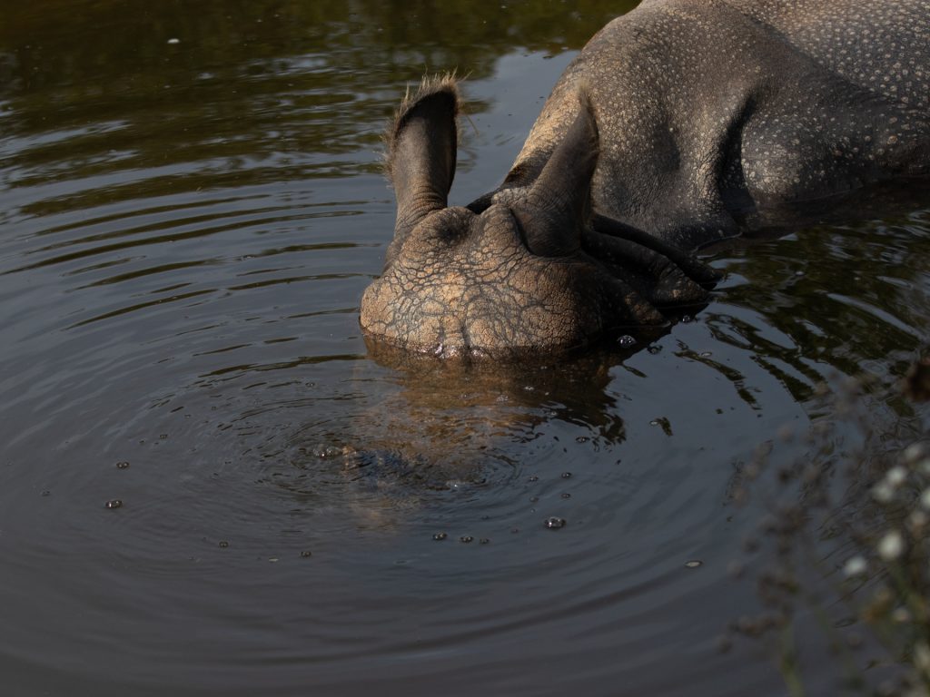 Was schwimmt denn da?