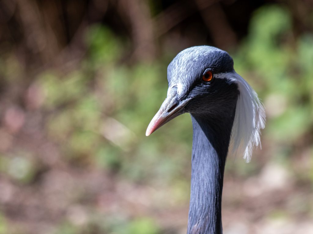 Hat die Federn schön