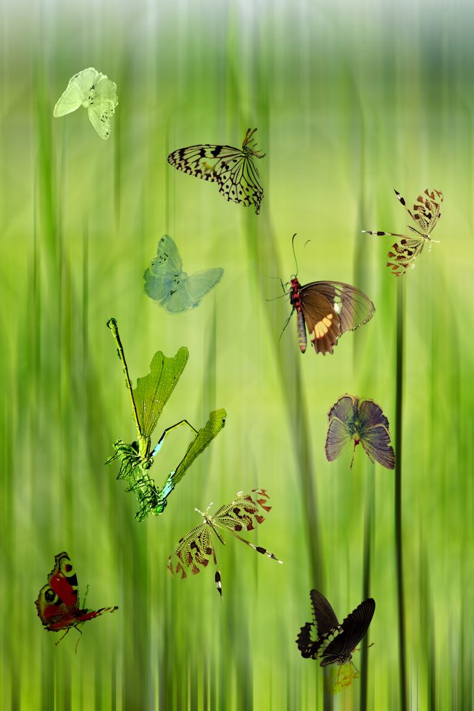 Insekten im Morgenlicht