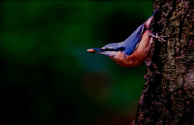 U15 Reinthaler Bernd - Kernig