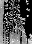 Februar/ Christiane Gehring/ Eisblumen