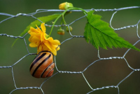 Dezember: Josef Lutz, Schnecke hoch hinaus