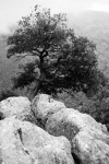 Februar: Robert Müller, Baum im Nebel