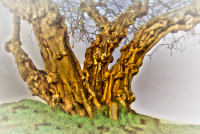 April: Dagmar Kunz, Knorriger Baum