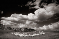 September: Karl Huber  - Schaefchen-Wolken