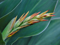 Oktober: Reinhold Panjan - Canna-Blüte