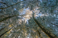 07-ct-wald-jpg