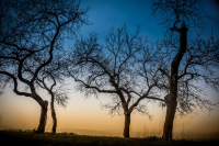 02-gk-02-baumgruppe-2014-04-01-anfahrt-marillenweg-002-a77_dsc8103