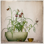 Juni: Monika Rinas - Schachbrettblume