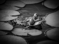 September: Reinhold Panjan - Es quakt der Frosch
