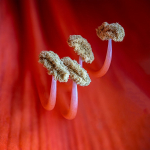 Juni: Reinhold Panjan - Amaryllis-Pollen