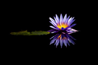 Januar: Andreas Spachtholz - Blatt und Blüte