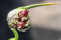 Oktober: Klaus Lüders - Knoblauch-Bulbillen