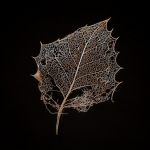 Dezember: Reinhold Panjan - Ilex-Blattgerippe