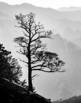 September: Andreas Spachtholz - Baum