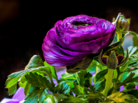 Guenther Keil - Ciao ciao