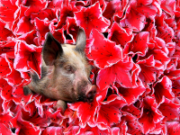Robert Heitzer - Schwein gehabt