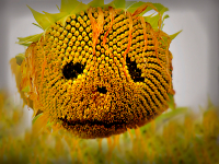 Robert Heitzer - Sonnenblumen
