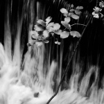 image24