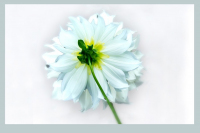 em-blumen-0001_bearbeitet-3