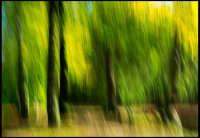 em-wald-1-001_bearbeitet-1