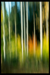 em-wald-3-03