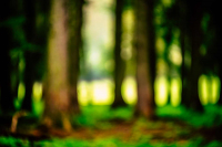 6208_Mystisches-Waldleuchten_1920