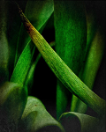 gk-23-tulpe-01