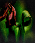 gk-23-tulpe-03