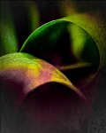 gk-23-tulpe-04