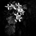 Wabi-Sabi-01-2016-05-31-Oberkoellnbach-01-17-01-a7r2_DSC5602-bearbeitet-Bearbeitet-5