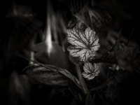 Wabi-Sabi-02-2018-11-23-Lindenstr-SW-Blaetter-001-15-26-a9m1_DSC2129