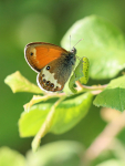Weissbindiges_Wiesenvoegelchen