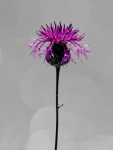 Flockenblume