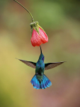 Berg-Veilchenohrkolibri