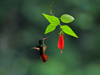 Braunschwanz-Amazilie