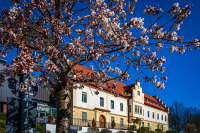 April: Günther Keil - Rathaus unter Blüten