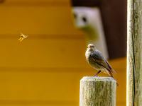 230607-Hausrotschwanz-_-2-