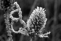 Winterliche Distel im Raureif
